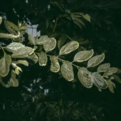 Boswellia