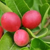 Gymnema sylvestre