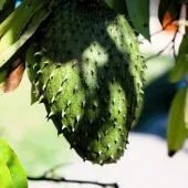 Soursop