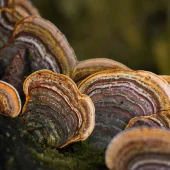Turkey tail new