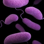 bacteria image