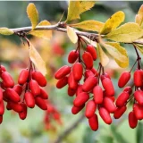 berberine