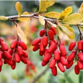 berberine