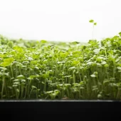 broccoli sprouts