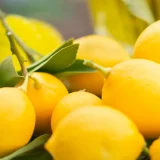 citrus crop 1200