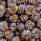 garlic_new