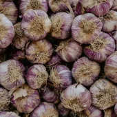 garlic_new