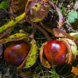 horse chestnut new