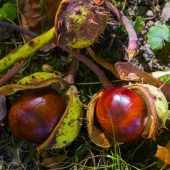 horse chestnut new