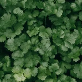 parsley_2