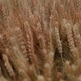 wheat