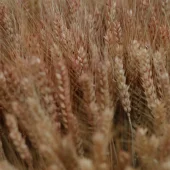 wheat